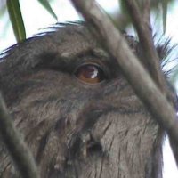 Skyd✨🦍 (@skyd240452) 's Twitter Profile