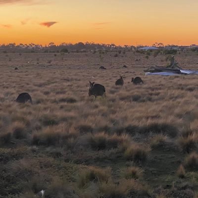 anandvardhan_'s profile picture. technology enthusiast