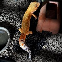 youtiくん (@youti0919) 's Twitter Profile