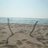inoshishi_abare