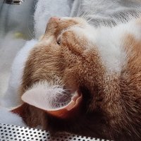 Marion Hoch 🤘🐈🤘 (@marionhoch1) 's Twitter Profile