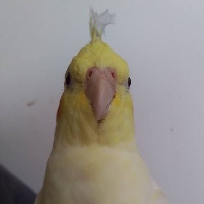 “過積載の”ゆうり〝( óθò) ﾎﾟﾖ!さんのプロフィール画像