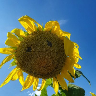 DianneLewis3's profile picture. Just an ordinary citizen worried about democracy!