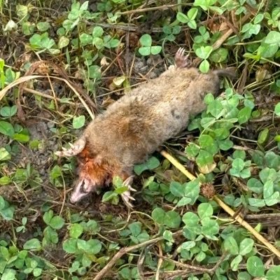 あふぉさんのプロフィール画像