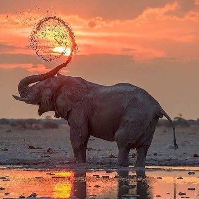 The_Devs225's profile picture. Existe