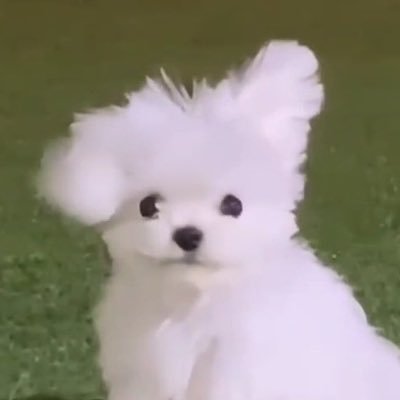 xeroxone_'s profile picture. 직업:견프로텍터