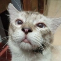 Ebbi (@whyebbi) 's Twitter Profile