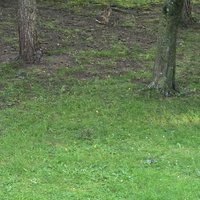 くさむら (@middleofgrass) 's Twitter Profile