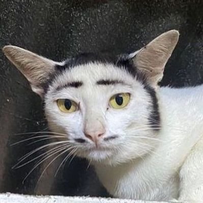 장민재 고양이さんのプロフィール画像