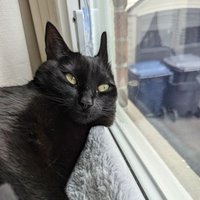 Linda Tremble (@lindatremble) 's Twitter Profile