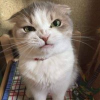 Tsuchiya (@yylcin) 's Twitter Profile