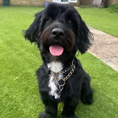 Freelance reporter for TV,Press & radio.;Dog and animal lover.Chelsea FC and Kent CC cricket supporter and very proud grandad.