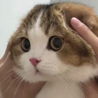 0xFF (@sleepygoog) 's Twitter Profile Photo 0xFF (@sleepygoog) 's Twitter Profile Photo
