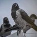 All About Crows (@allaboutcrows) Twitter profile photo All About Crows (@allaboutcrows) Twitter profile photo