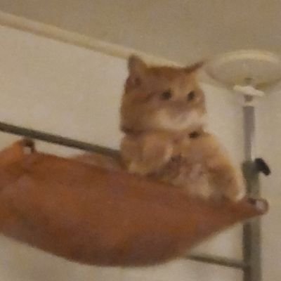 wakafossette's profile picture. 