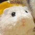 たっぷり可愛がってやるよ (@kokushimuso_ham) Twitter profile photo たっぷり可愛がってやるよ (@kokushimuso_ham) Twitter profile photo