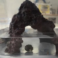 やどかりの別宿 (@niko_yadokari) 's Twitter Profile Photo