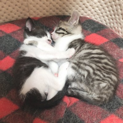 HIMAcha_n's profile picture. 鳴潮.valo.lol.poe2。あとおとこです。