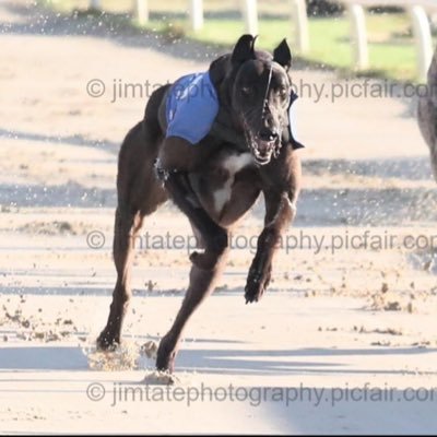 Greyhound Breeding,Training and Racing
