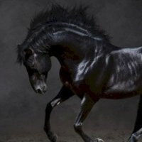 أدهم نورالدين (@alneom21579) Twitter profile photo