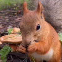 Squirrel 🐿️ (@the_only_one_sq) 's Twitter Profile Photo Squirrel 🐿️ (@the_only_one_sq) 's Twitter Profile Photo