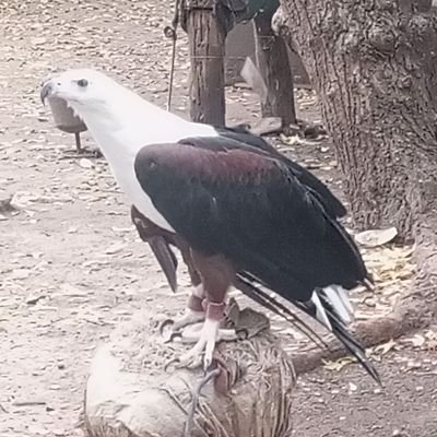 Mbatia82Anne's profile picture. Dedicated in whatever i do