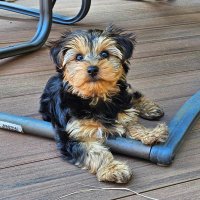 WilsonOfMoose (@wilsonofmoose) 's Twitter Profile