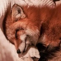 SATURN (@saturnbeezz) 's Twitter Profile