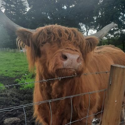 elsapizpireta's profile picture. 