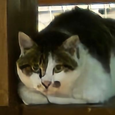 きっとっすさんのプロフィール画像
