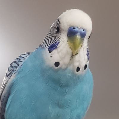 09midoriinko02's profile picture. 