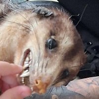 pedagoga da escola paulo cheire (@malusoje) 's Twitter Profile