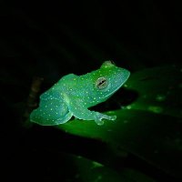 Pu (@glass_frogz) 's Twitter Profile