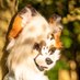 LunariFox 🔜 NFC (@lunarifox) Twitter profile photo