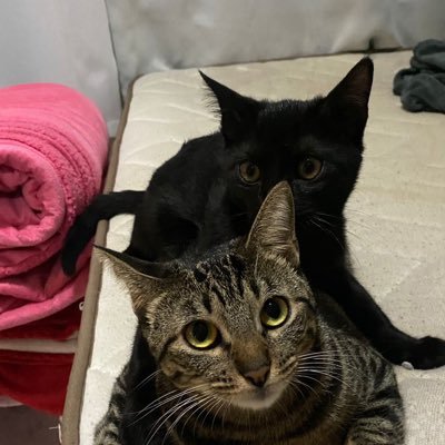 davibarros07's profile picture. Desejo a todos saúde e união.