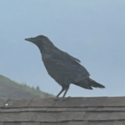 AlterablePathos's profile picture. 