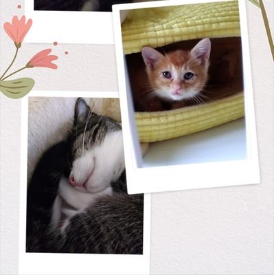 STDOCCTOWr24870's profile picture. 保護猫で先住猫の
♀ナッツ8歳　家の軒下に雨の中びちゃびちゃで泣いている子猫を保護して家で飼う事にした、保護猫の♂きなこ3ヶ月　猫好きの方、保護活動している方、獣医師さんの方とお友達になれたら嬉しいです。　猫ちゃんの事色々お話し出来たら嬉しいです✨
