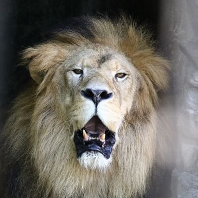 山奥に住む、元アルルさんの執事でした。
これからは、残されたテンちゃんを応援しようと思ってるオッサンです。
最近は、伊豆アニマルキングダムのシロップファミリーを応援してる隠れ藁民です。
アイコンは、ボヘラ顔のリクでヘッダーは徳山のミルルさんです。