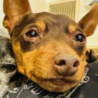 シバ@50代から開花させる人 (@v0ikjkp2xd59780) 's Twitter Profile