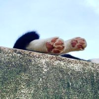 вя ᵕ̈ (@berealbiryo) 's Twitter Profile