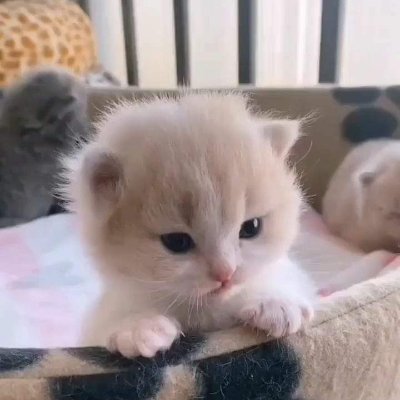 MahmoodDar19's profile picture. 