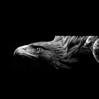 هاني الفخراني (@96716alfkhrany) Twitter profile photo