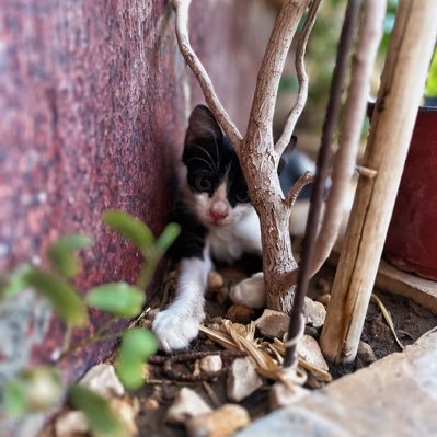 SMitb3lsz's profile picture. .