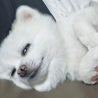 노빠꾸 (@dosxhdl123) 's Twitter Profile