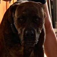 Horror Hound (@hound_of_horror) 's Twitter Profile Photo Horror Hound (@hound_of_horror) 's Twitter Profile Photo