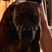 Horror Hound (@hound_of_horror) Twitter profile photo Horror Hound (@hound_of_horror) Twitter profile photo