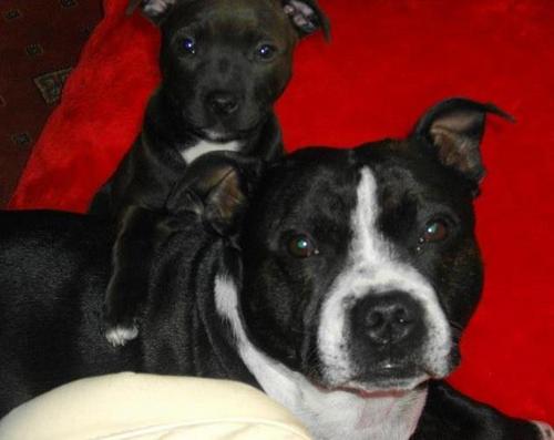 I have a Staffie dog called Mysti who is 5 years old. I have 12 tattoos, I do drama called cast theatre company.