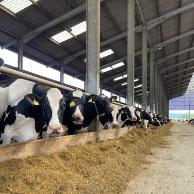 Independent ruminant nutrition consultancy covering the UK, DM for more information. Cows never lie… 🐄🐄🥛🥛