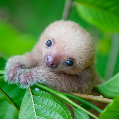 slothi_opnet's profile picture. $slothi - the cutest coin on OP_NET