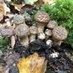 🌿 ForagingFinds 🍄 (@forragingfinds) Twitter profile photo 🌿 ForagingFinds 🍄 (@forragingfinds) Twitter profile photo